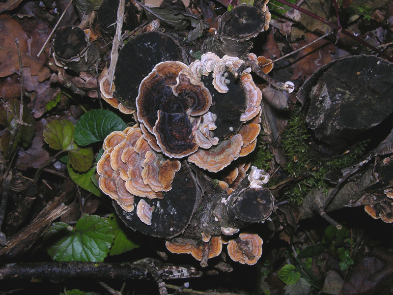 5 giorni d''acqua...poi i funghi (25 novembre)